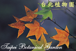 青楓，葉片轉紅的圖片