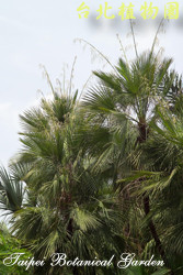 叢立刺棕櫚，全株的圖片