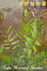 鹵蕨，葉與莖的圖片