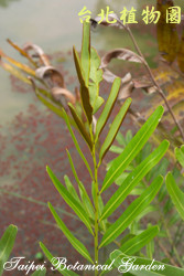 鹵蕨，葉與莖的圖片(局部)