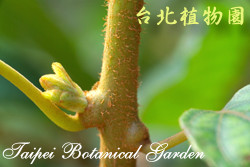 臺灣彌猴桃，花朵與莖的圖片