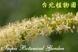 孔雀豆，花的圖片