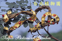 孔雀豆，莢果與種子的圖片