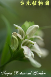 白珊瑚，花朵的圖片