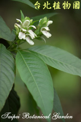 白珊瑚，花朵與葉子的圖片