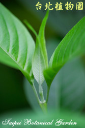 白珊瑚，葉子的圖片