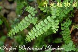 長尾鐵線蕨，葉子的圖片