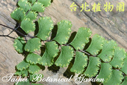 長尾鐵線蕨，葉背面的圖片