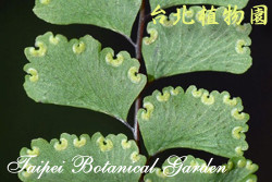 長尾鐵線蕨，孢子囊的圖片