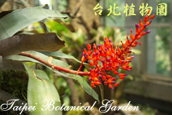 珊瑚鳳梨，花朵的圖片