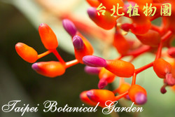 珊瑚鳳梨，花朵的圖片(特寫)