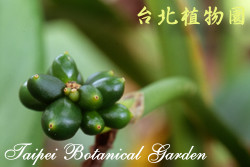 白雪粗肋草，果實的圖片