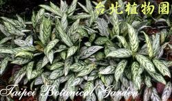 銀王粗肋草，葉子的圖片