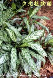 銀王粗肋草，葉子的圖片