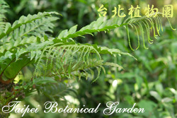 連珠蕨，整株的圖片(由側面拍攝)