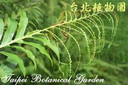 連珠蕨，葉子的圖片