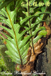 連珠蕨，葉與根部的圖片