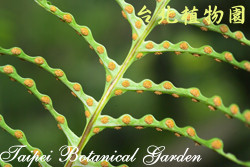 連珠蕨，孢子囊的圖片