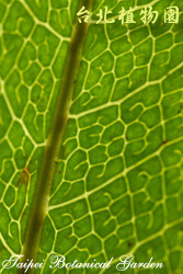 連珠蕨，葉背部的圖片(可見葉脈)