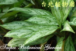 粗肋草，葉子的圖片