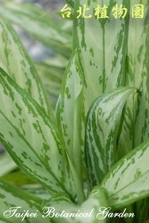 粗肋草，葉子的圖片