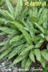 粗肋草，葉子的圖片