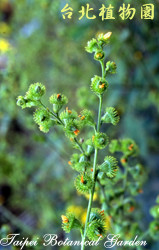 龍牙草，花朵的圖片