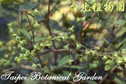 龍牙草，莖的圖片