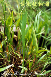 窄葉澤瀉，葉子的圖片