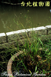 窄葉澤瀉，葉子的圖片