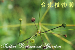 窄葉澤瀉，果實的圖片