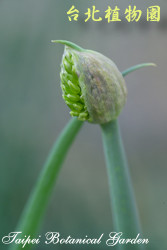 蔥，果實的圖片