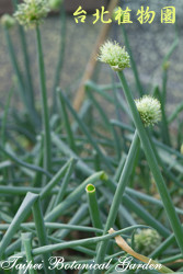 蔥，花朵與莖的圖片