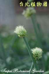 蔥，花朵的圖片