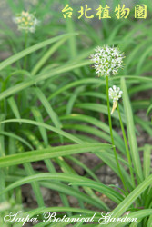 韭，花朵與葉子的圖片