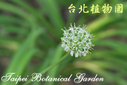 韭，花朵的圖片