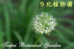 韭，花朵的圖片