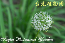 韭，花朵的圖片