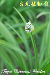 韭，花朵與葉子的圖片