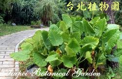 姑婆芋，一整片葉子的圖片