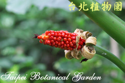 姑婆芋，果實的圖片