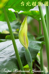 姑婆芋，葉子與莖的圖片