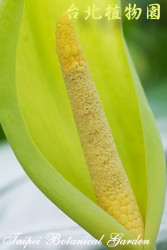 姑婆芋,花蕊的圖片