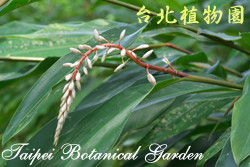 臺灣月桃，花朵與葉子的圖片