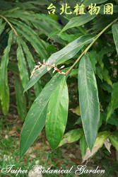 臺灣月桃，葉子的圖片