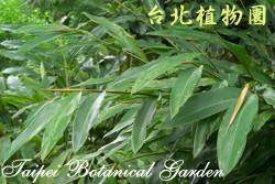 臺灣月桃，葉子的圖片