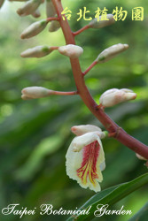 臺灣月桃，花朵的圖片