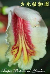 臺灣月桃，花朵的圖片