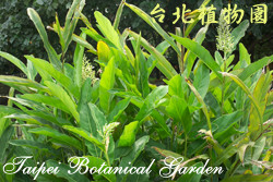 高良薑，葉子的圖片