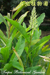 高良薑，葉子與花的圖片